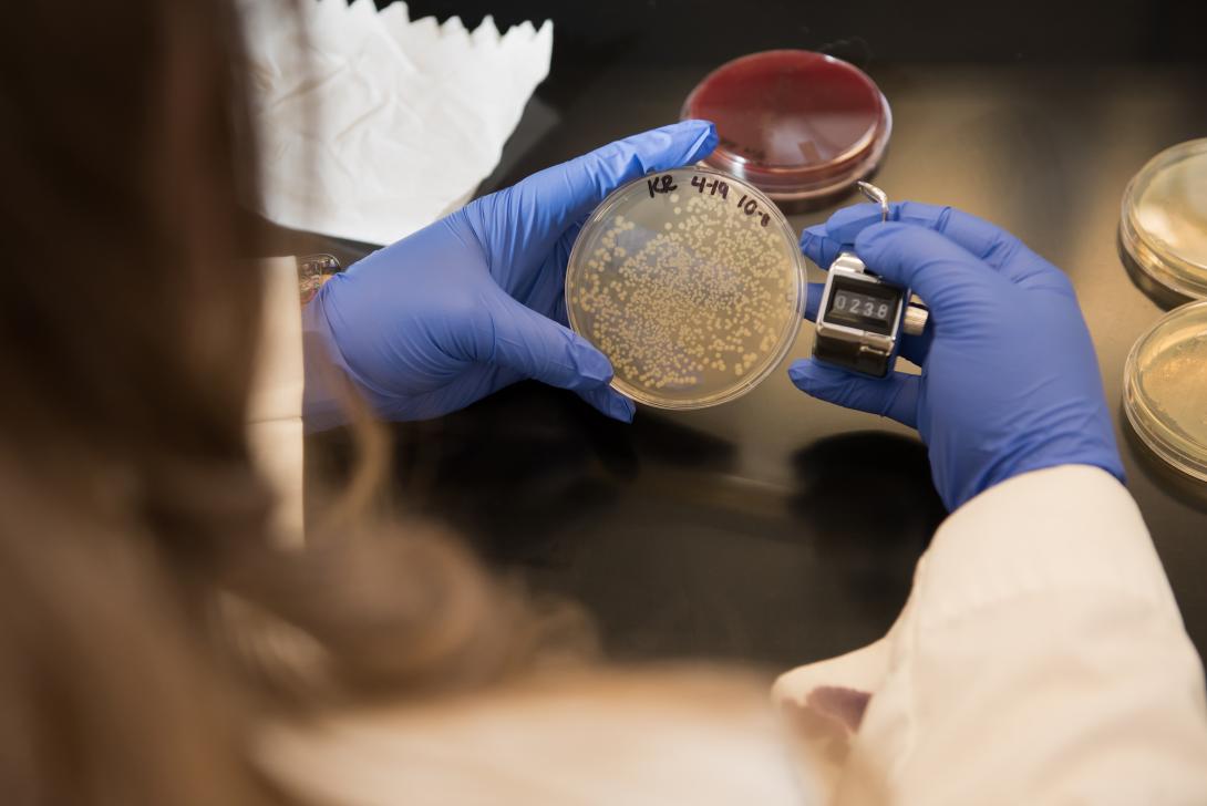 Student examining petri dish in nursing microbiology lab